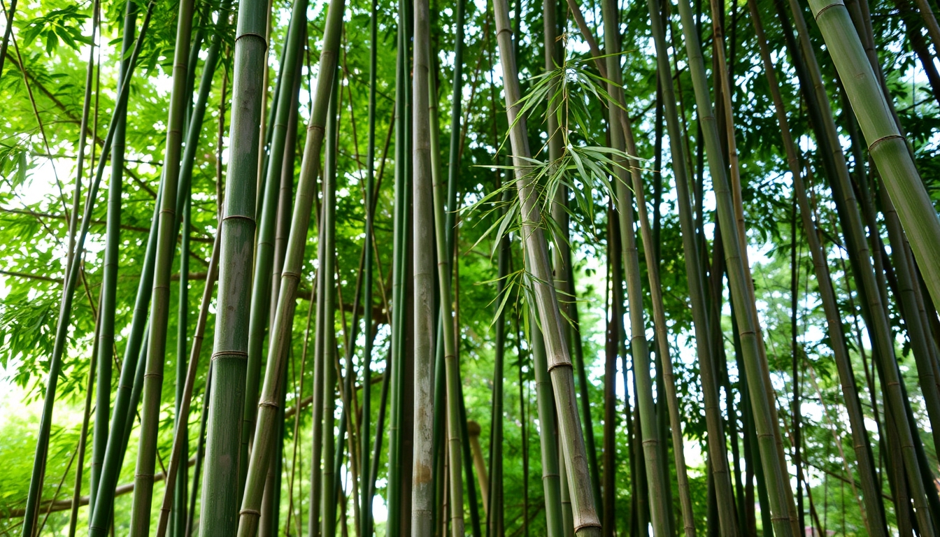 Bamboo backgrounds outdoors nature.